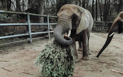 Tannenbäume gehen an die Elefanten im Zoo